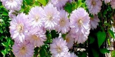 Clematis belle of woking: recenzije, sadnja, fotografije